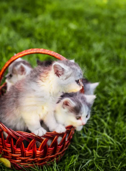 Gatitos en la cesta — Foto de Stock