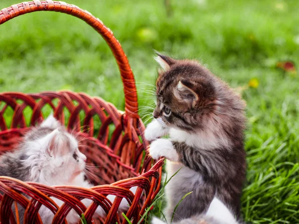 Kittens in the basket