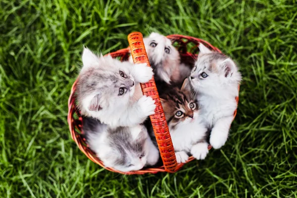 Gatinhos na cesta — Fotografia de Stock