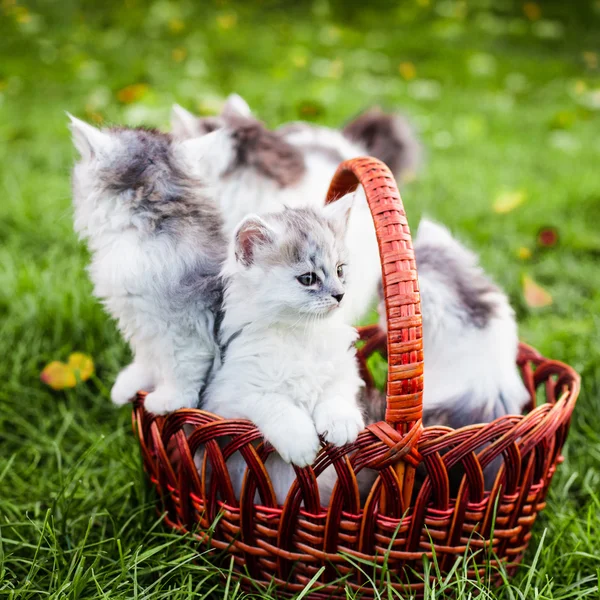 Gatinhos na cesta — Fotografia de Stock