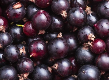 Siyah frenk üzümü