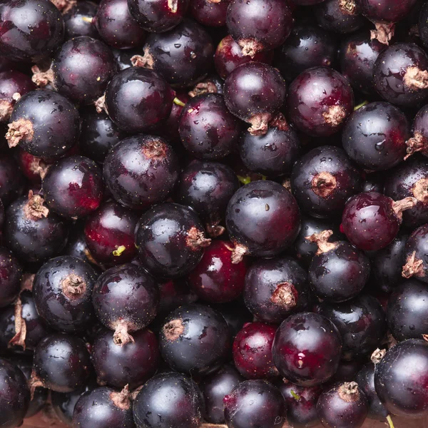 Schwarze Johannisbeere — Stockfoto