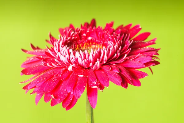 Gota de agua en flor — Foto de Stock