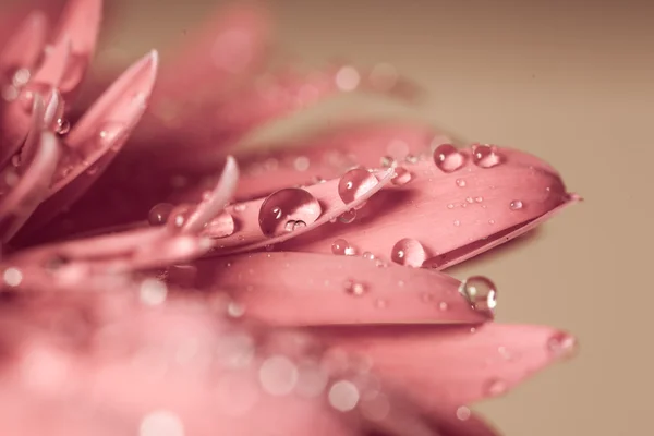 Wassertropfen auf Blume — Stockfoto