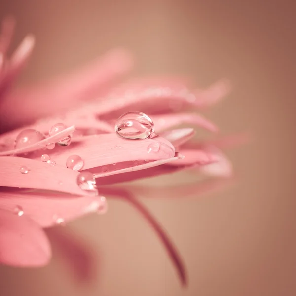 Water drop on flower — Stock Photo, Image