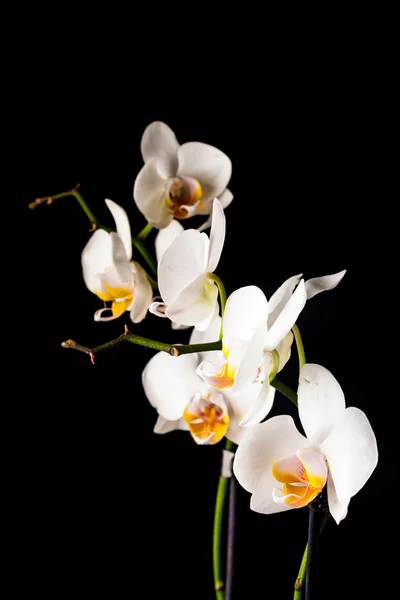 Weiße Orchideenblüten — Stockfoto