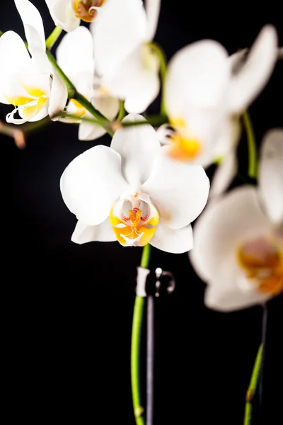 Flores brancas da orquídea — Fotografia de Stock
