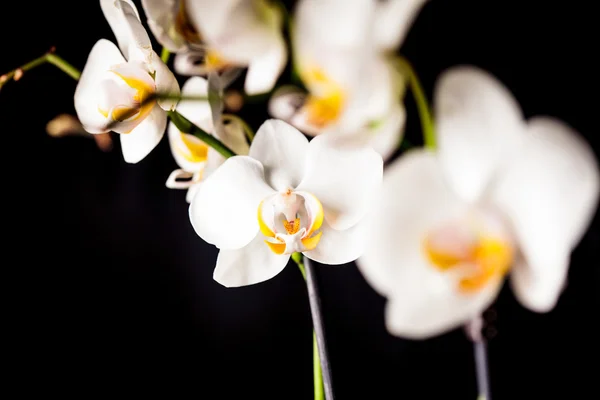 Weiße Orchideenblüten — Stockfoto