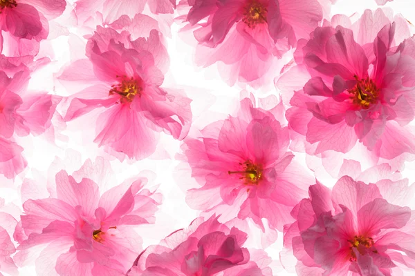 Sakura wzór — Zdjęcie stockowe