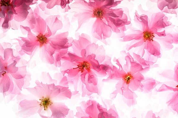 Sakura pattern — Stock Photo, Image