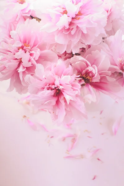 Peonías rosadas en jarrón — Foto de Stock