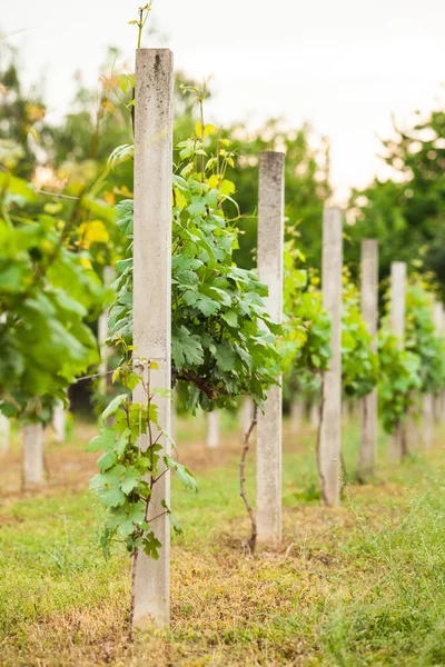 I filari di vite in primavera — Foto Stock