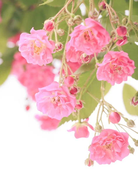 Pink rose bush — Stock Photo, Image