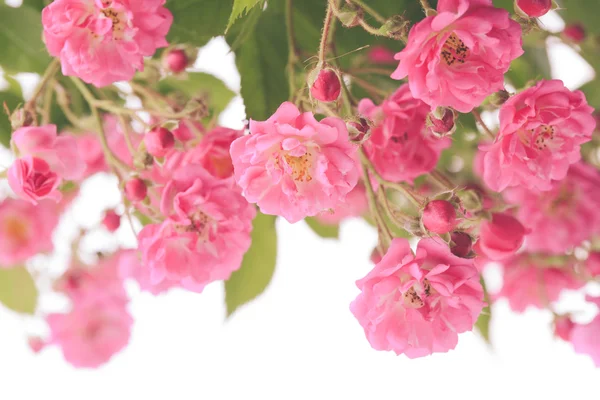 Rosa rosa arbusto — Fotografia de Stock