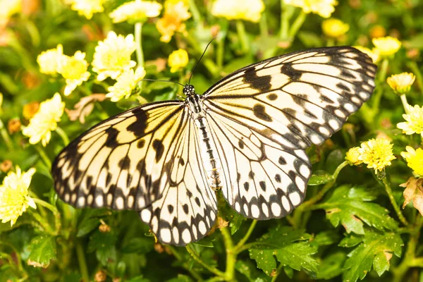 Idée leucone — Photo