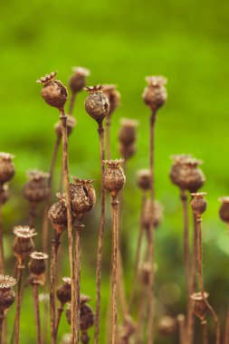 Dry poppy plant clipart