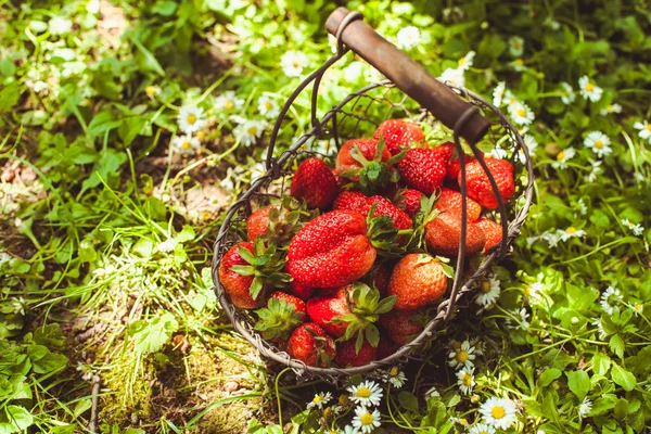 Fresas frescas — Foto de Stock