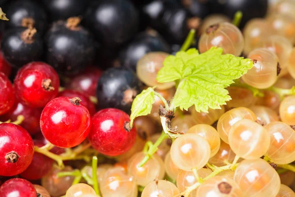 Currants types — Stock Photo, Image