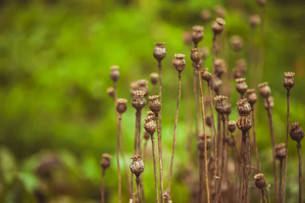 Dry poppy plant — Stock Photo, Image