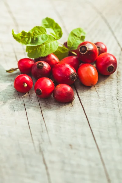 Frutti di rosa — Foto Stock