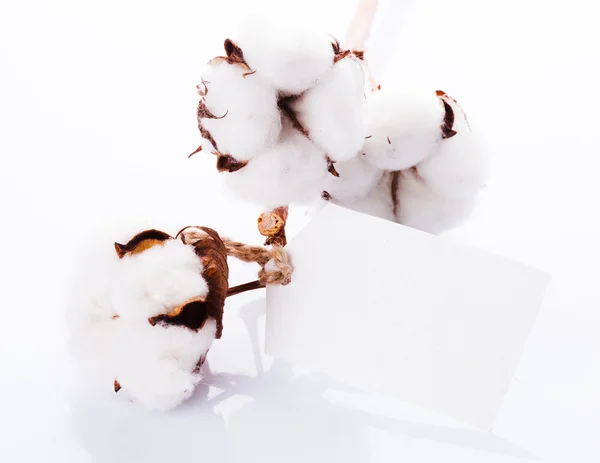 Cotton organic textile — Stock Photo, Image