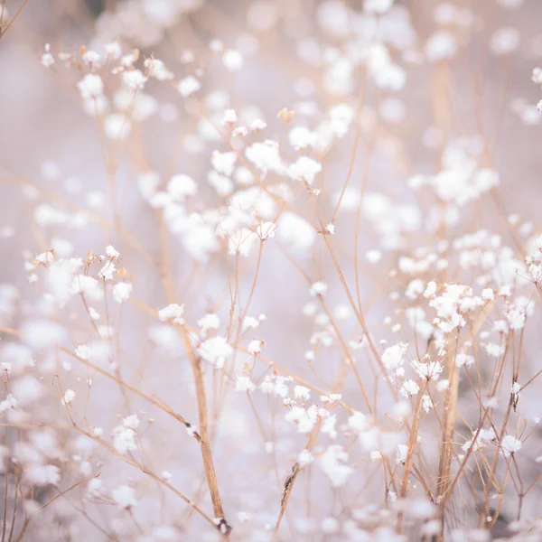 Winter plant background — Stock Photo, Image