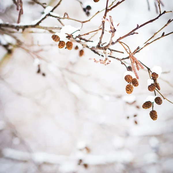 Winter birch — Stock Photo, Image