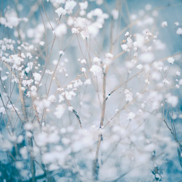 冬季植物背景 — 图库照片