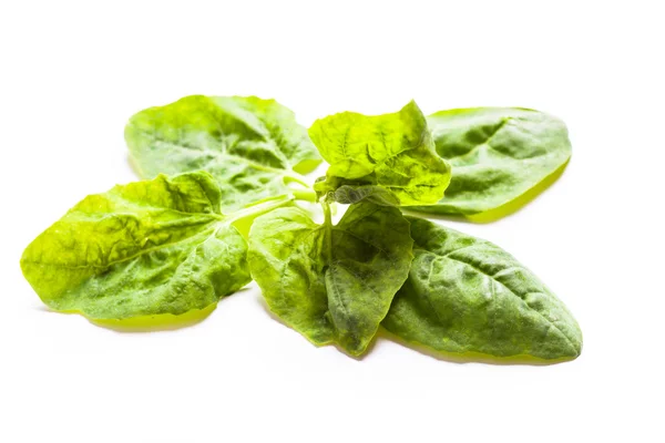 Spinach leaves isolated — Stock Photo, Image