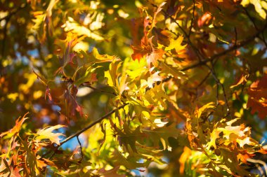 akçaağaç yaprakları üzerinde mavi gökyüzü