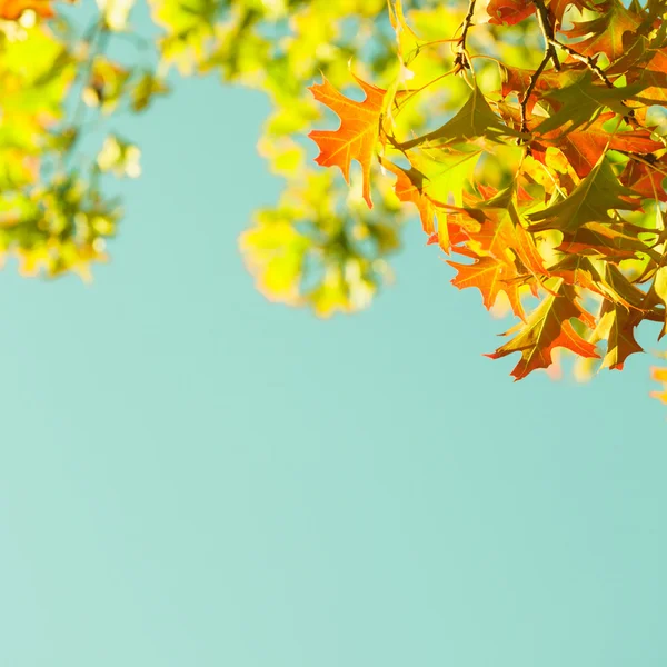 Javorové listy rám — Stock fotografie