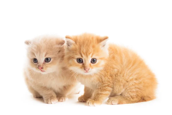 Dos gatitos rojos — Foto de Stock