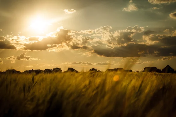 Tarweveld — Stockfoto