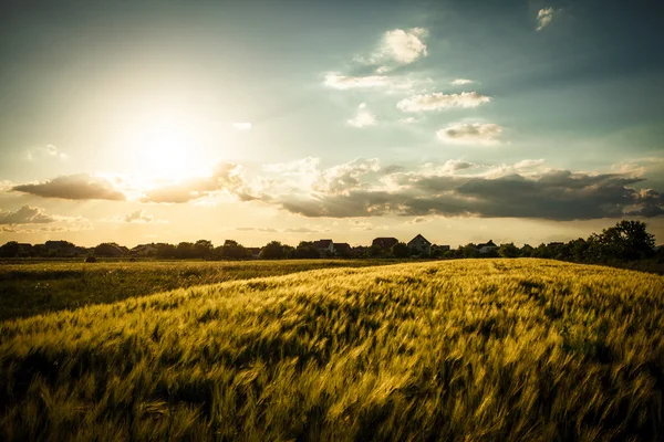 Campo de trigo — Fotografia de Stock