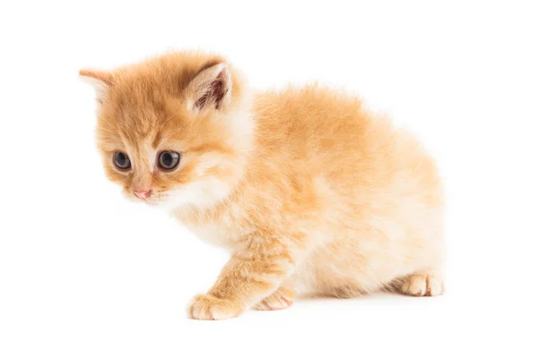 Um gatinho vermelho — Fotografia de Stock