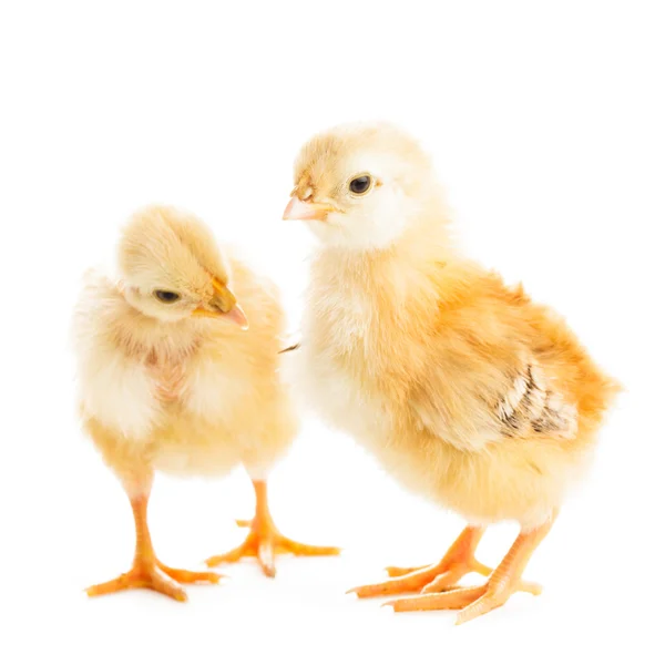 Cute chicks — Stock Photo, Image