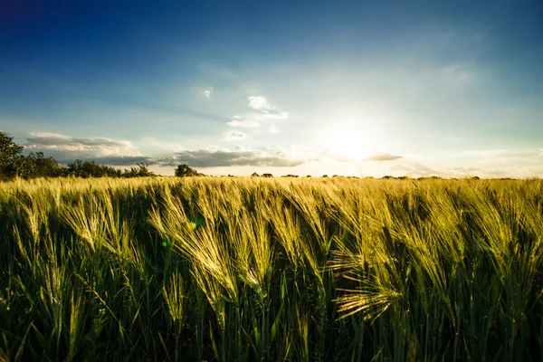 Campo de trigo — Foto de Stock