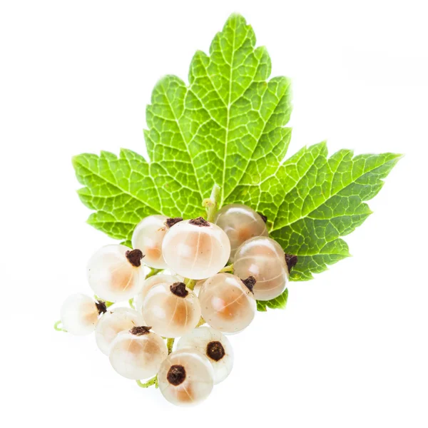 White currant isolated — Stock Photo, Image