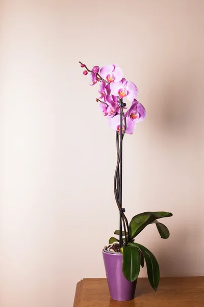 Paarse orchid — Stockfoto