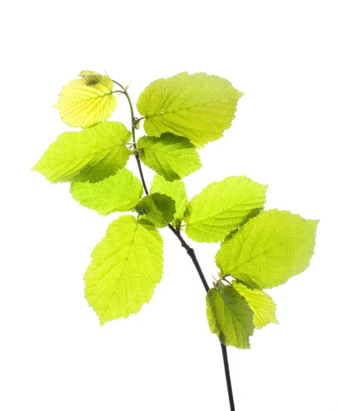 Green leaves — Stock Photo, Image