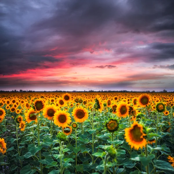Slunečnice na sunset — Stock fotografie