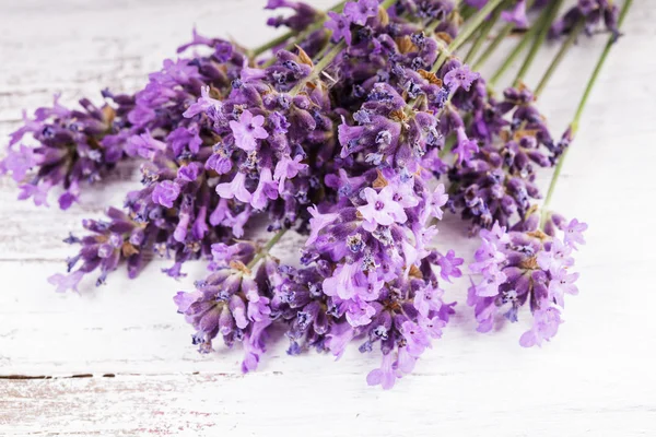 Färsk lavendel — Stockfoto