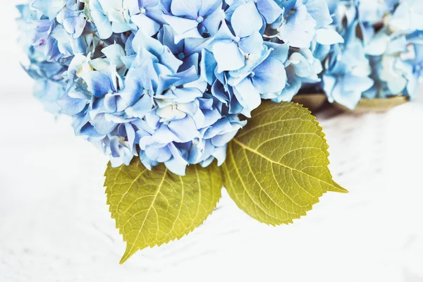 Hortensia bloemen — Stockfoto