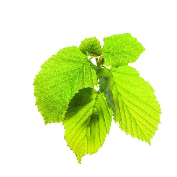 Green leaves — Stock Photo, Image