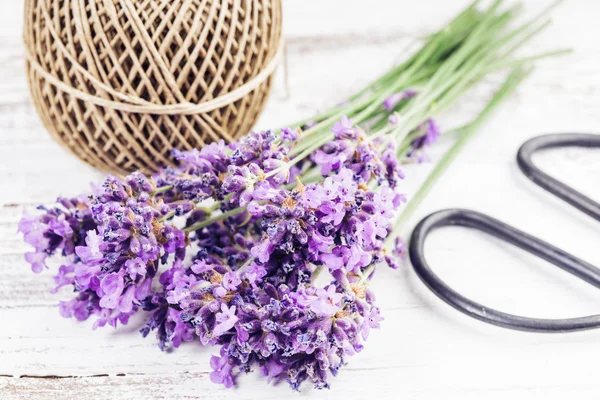 Lavanda fresca — Foto de Stock