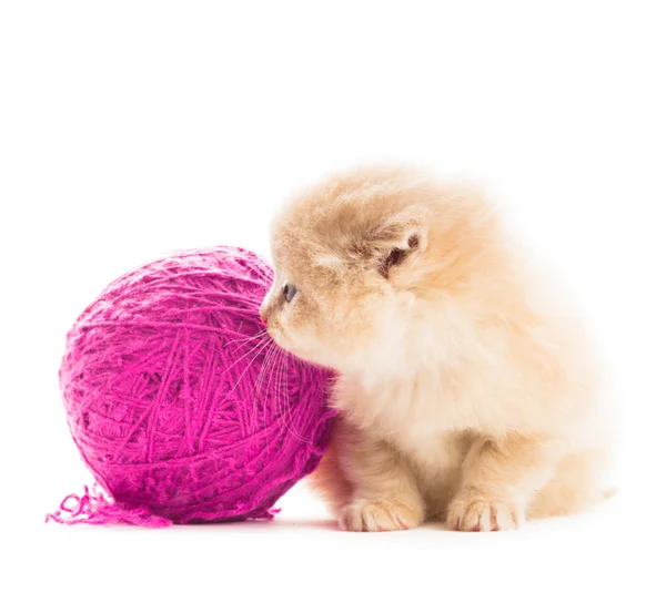 Playful kitten — Stock Photo, Image