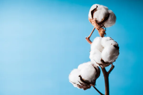 Fleur de coton — Photo