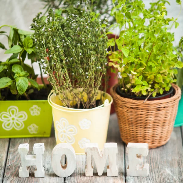 Herb garden — Stock Photo, Image