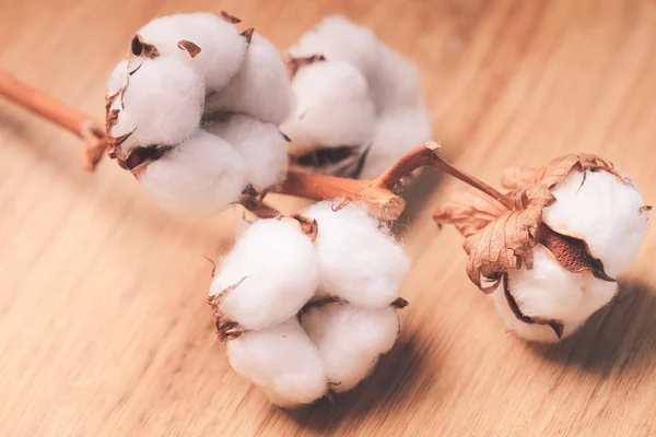 Cotton flower — Stock Photo, Image