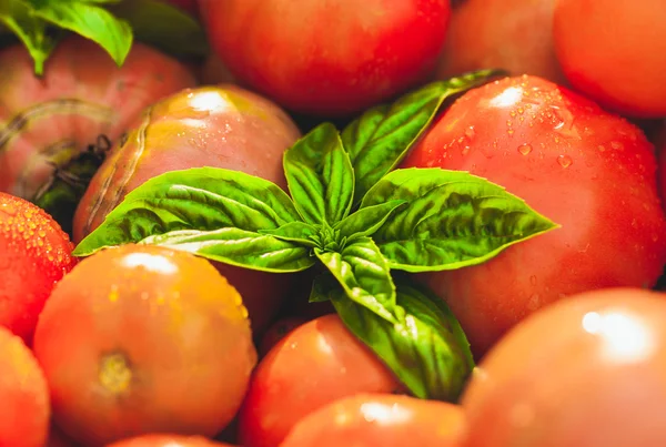 Tomaten vom Bauernhof — Stockfoto